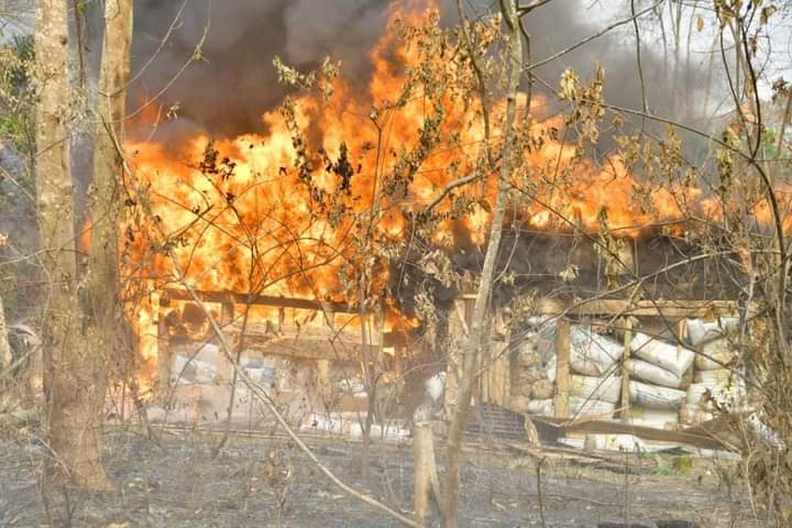 NDLEA storms Edo forest, destroys 7,286kgs skunk after gun battle