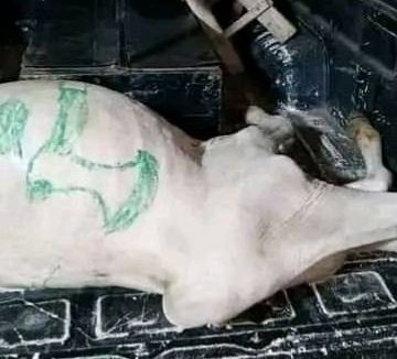 Why police arrested cow meant for 7/7 cult festival — spokesperson