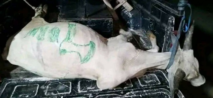 Why police arrested cow meant for 7/7 cult festival — spokesperson