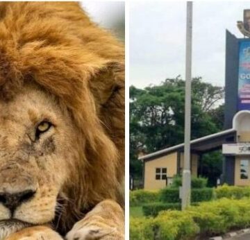 Lion kills OAU zookeeper — VC orders investigation