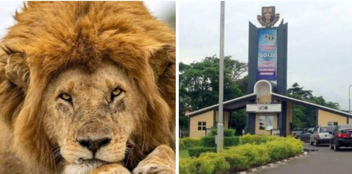 Lion kills OAU zookeeper — VC orders investigation