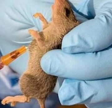 Lassa fever kills 4 in Army hospital