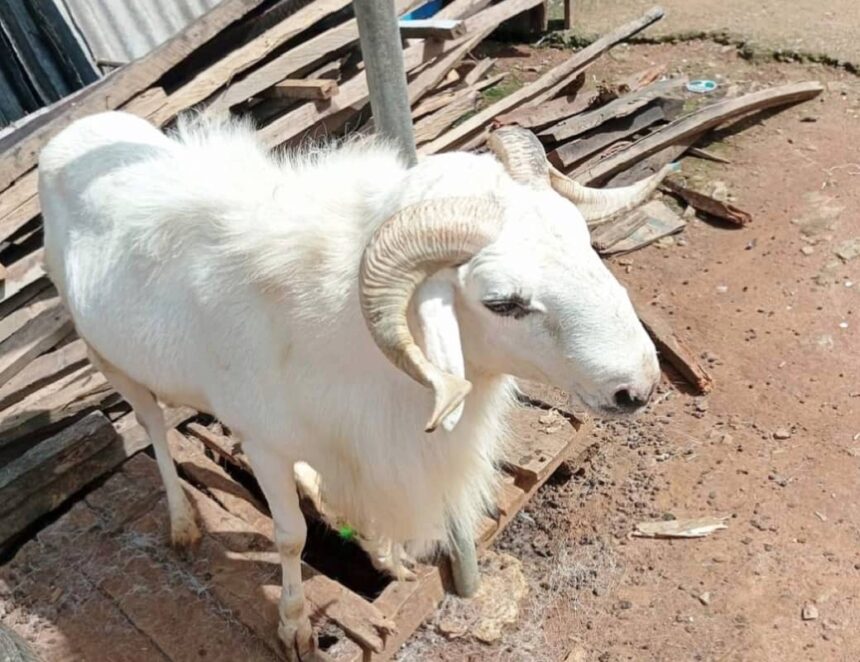 Anxiety over stolen Sallah ram in FCT