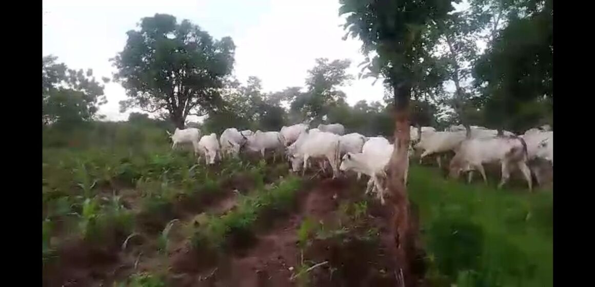 Police defend integrity against grazing on farm