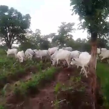 Police defend integrity against grazing on farm