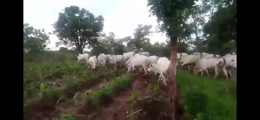 Police defend integrity against grazing on farm