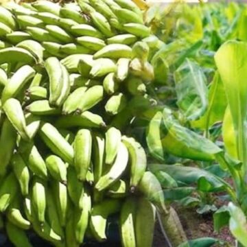 Thieves steal crops in outskirts of UNIBEN