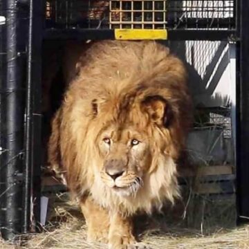 Outrage as lion kills Obasanjo zoo keeper