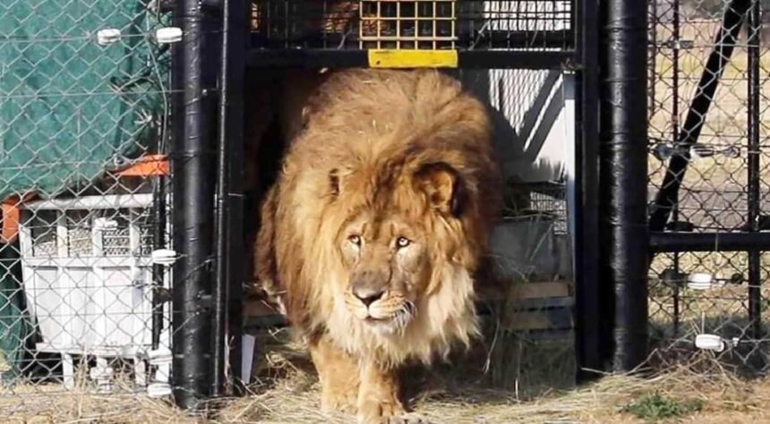 Outrage as lion kills Obasanjo zoo keeper