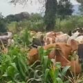 Fulani herders seek extension of time to quit Benue