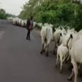 Traditional ruler orders herders from kingdom